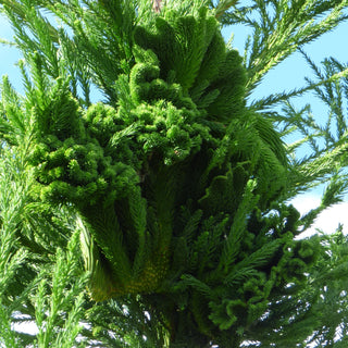 Cryptomeria Japonica Cristata