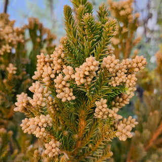 Cryptomeria Black Dragon