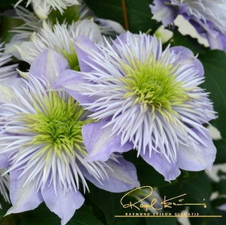 Clematis ‘Crystal Fountain’