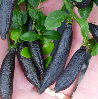 Finger Lime - ‘D’Emerald’