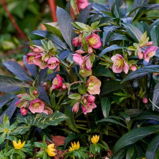 Hellebore ‘Dacaya’