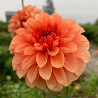 Dahlia 'Mission Gingersnap’