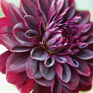 Dahlia ‘Arabian Night'