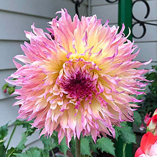 Dahlia ‘Myrtle’s Folly’