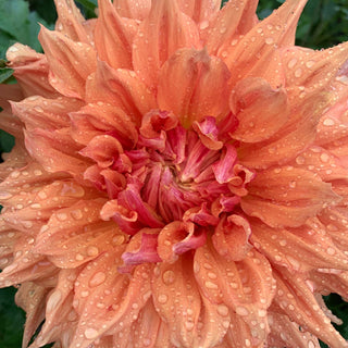 Dahlia ‘Ben Huston’