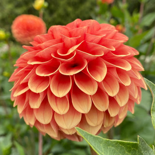 Dahlia ‘Camano Buz’