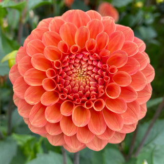 Dahlia ‘Camano Buz’