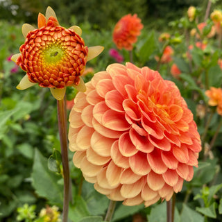 Dahlia ‘Camano Buz’