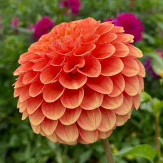 Dahlia ‘Camano Buz’