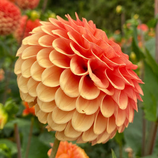 Dahlia ‘Camano Buz’