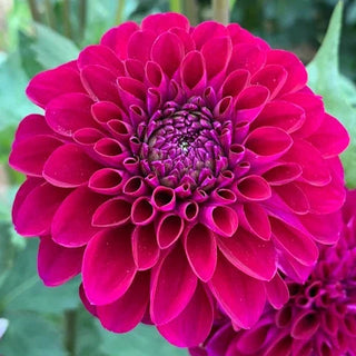 Dahlia ‘Chi Black Velvet'