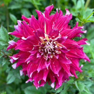 Dahlia ‘Clearview Magic'