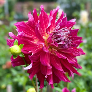 Dahlia ‘Clearview Magic'