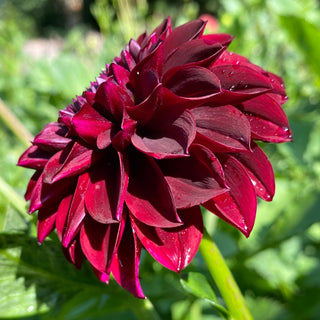 Dahlia ‘Ferncliff Ebony’