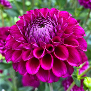 Dahlia ‘Ferncliff Concord’