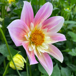 Dahlia ‘Ferncliff Dolly’