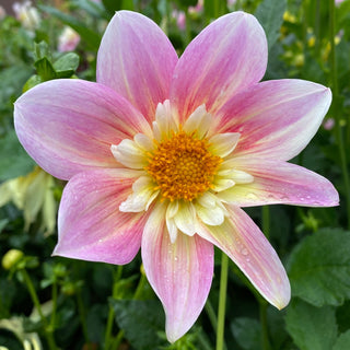 Dahlia ‘Ferncliff Dolly’