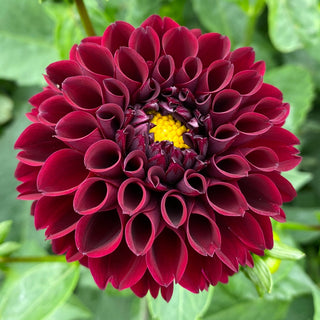 Dahlia ‘Ferncliff Ebony’