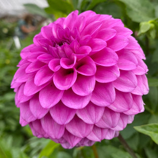 Dahlia ‘Ferncliff Gem’