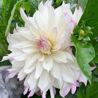 Dahlia ‘Ferncliff Illusion’