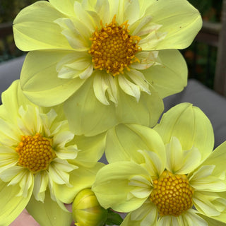 Dahlia ‘Ferncliff Lemon Kiss’