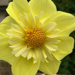 Dahlia ‘Ferncliff Lemon Kiss’