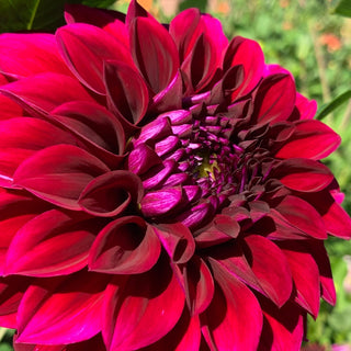 Dahlia ‘Ferncliff Midnight’