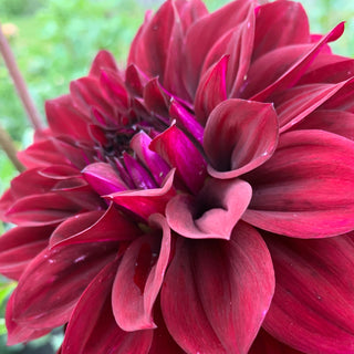 Dahlia ‘Ferncliff Midnight’