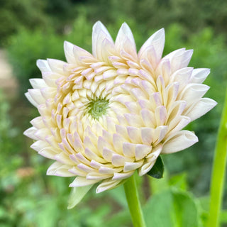 Dahlia ‘Ferncliff Pearl’