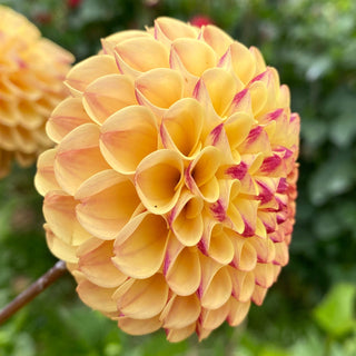 Dahlia ‘Ferncliff Spice’