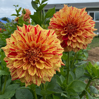 Dahlia ‘Gloriosa’