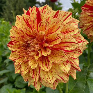 Dahlia ‘Gloriosa’