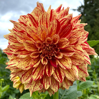 Dahlia ‘Gloriosa’