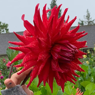 Dahlia ‘Holly Huston’