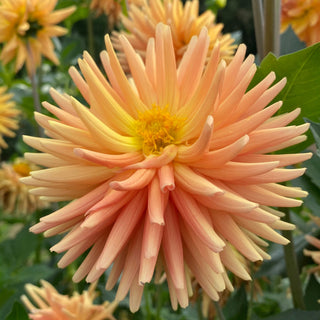 Dahlia ‘Hollyhill Jitterbug’