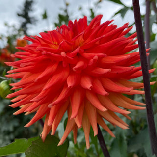 Dahlia ‘Hot Shot’