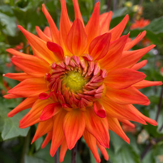 Dahlia ‘Hot Shot’