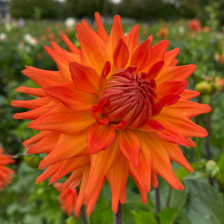 Dahlia ‘Hot Shot’