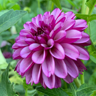 Dahlia 'Hugs N Kisses'