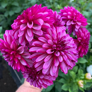 Dahlia 'Hugs N Kisses'