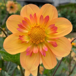 Dahlia ‘Kelsey Anne Joy'