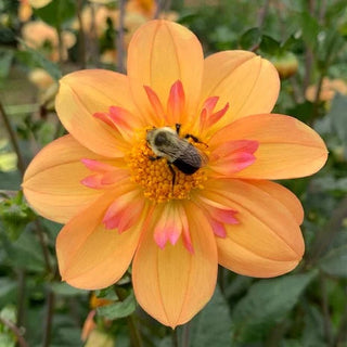 Dahlia ‘Kelsey Anne Joy'