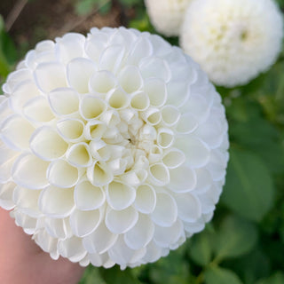 Dahlia ‘L'Ancresse'