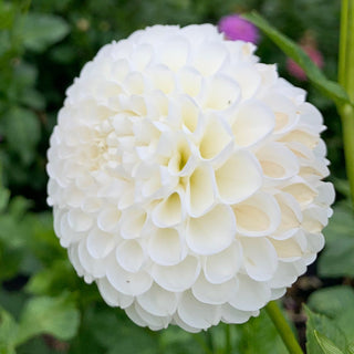 Dahlia ‘L'Ancresse'