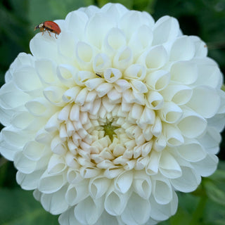 Dahlia ‘L'Ancresse'