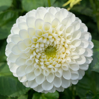 Dahlia ‘L'Ancresse'