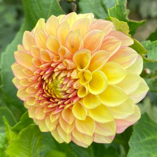 Dahlia ‘Lakeview Lucky’