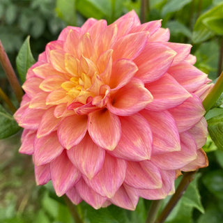 Dahlia ‘Lakeview Lucky’