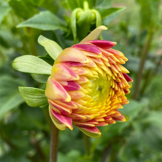 Dahlia ‘Lakeview Lucky’