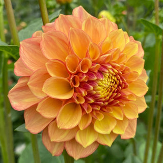 Dahlia ‘Lakeview Lucky’